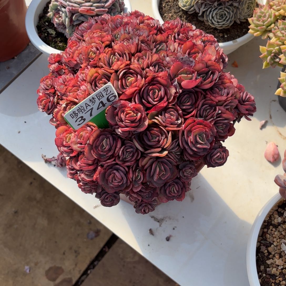 快***生开开心心每一天3746