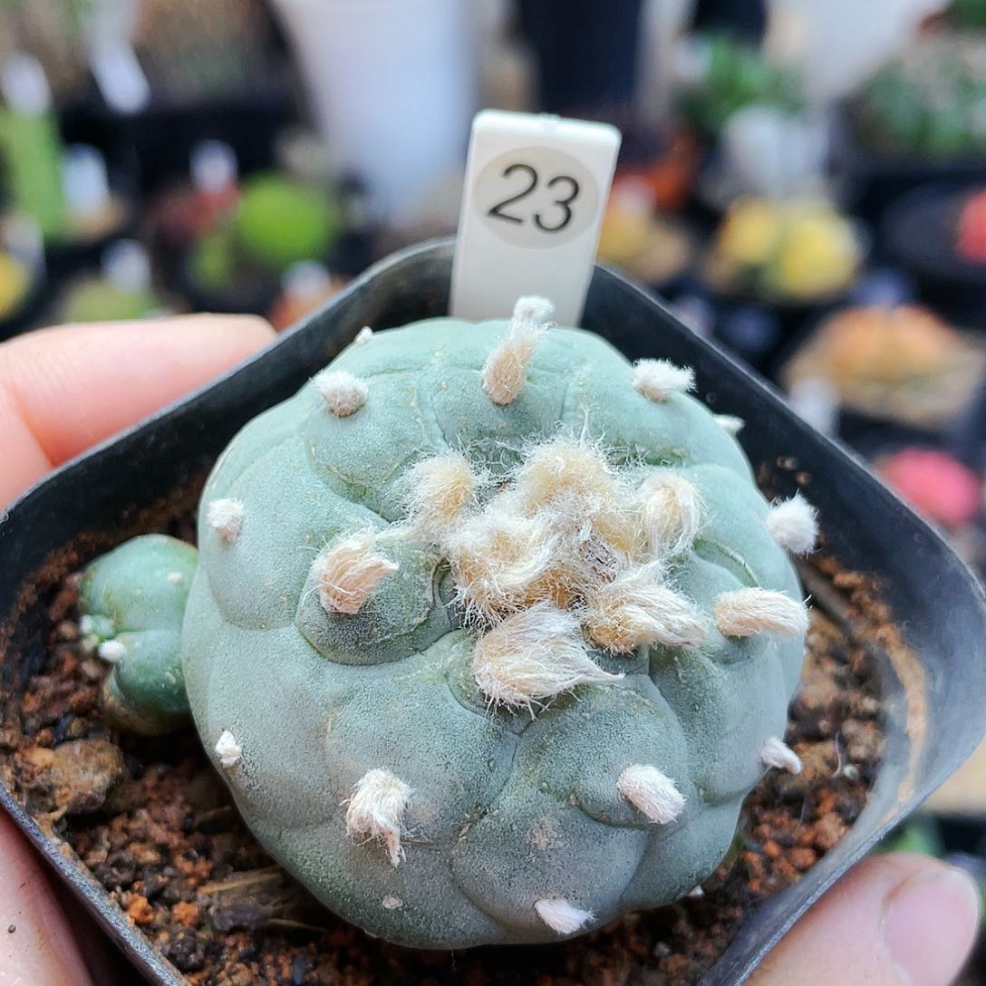 非偏远地区满25裸根发货仙人球