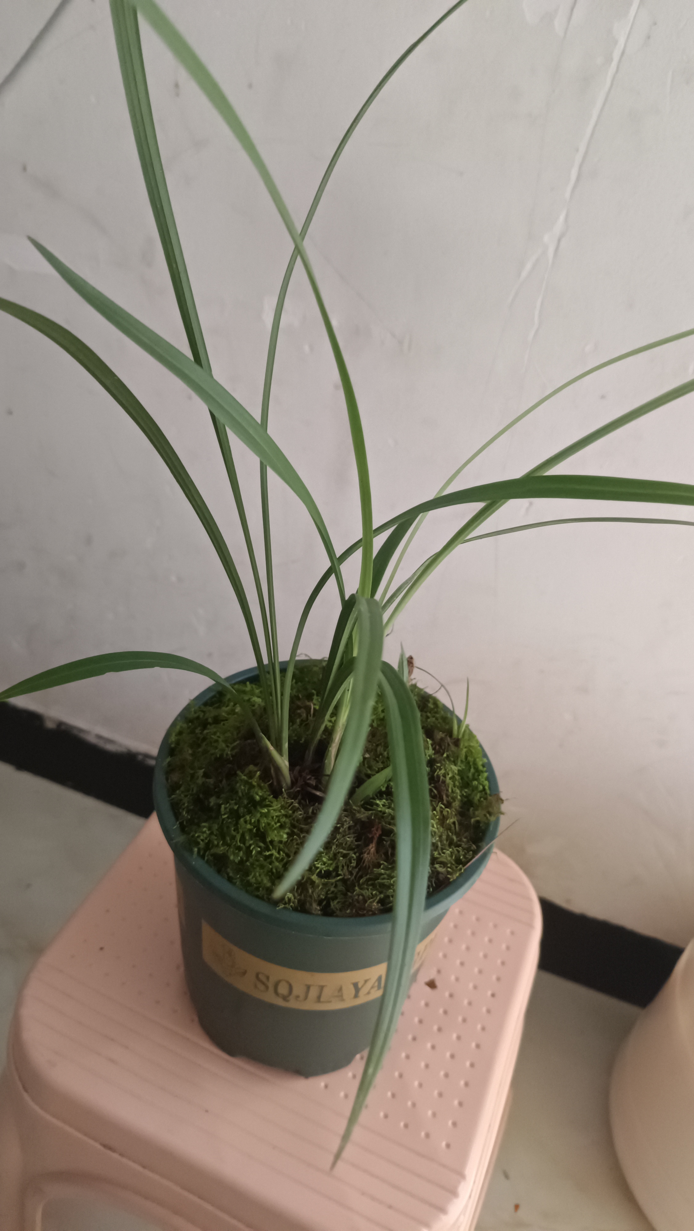 兰花盆栽花卉绿植（一物一拍）