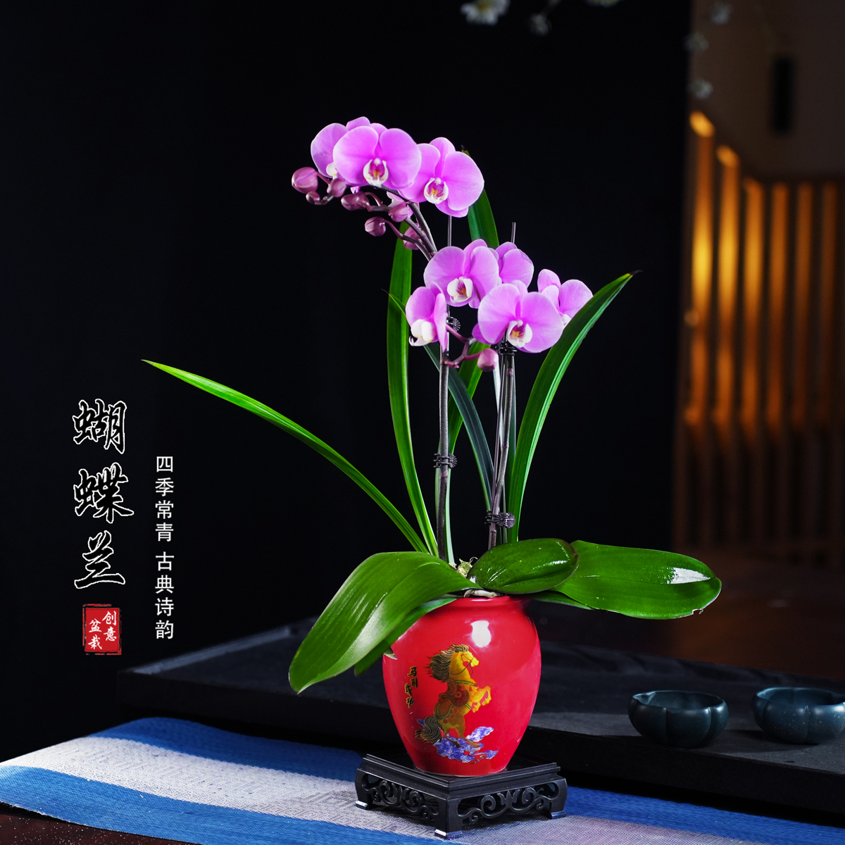 冰冰蝴蝶兰盆栽四季常青花卉茶桌面净化空气花办公室内绿植