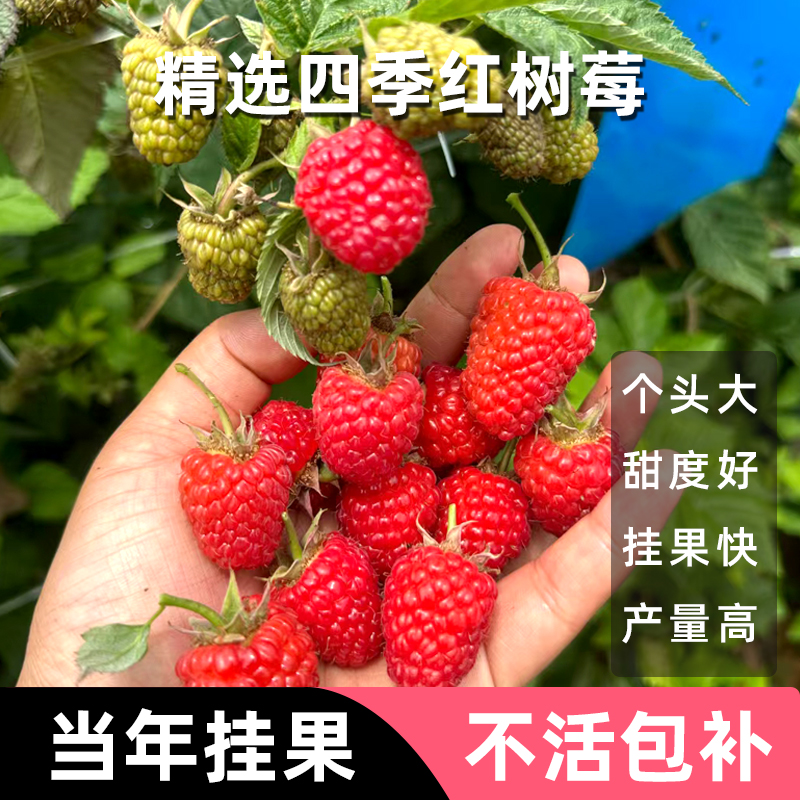 【好粒莓】四季红树莓高产纯甜树莓树苗可盆栽可地栽锁莓山泡覆盆子