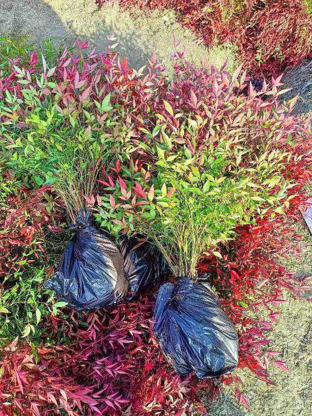 南天竹树室内鲜枝火焰红叶耐寒植物观叶阳台室内绿化苗木