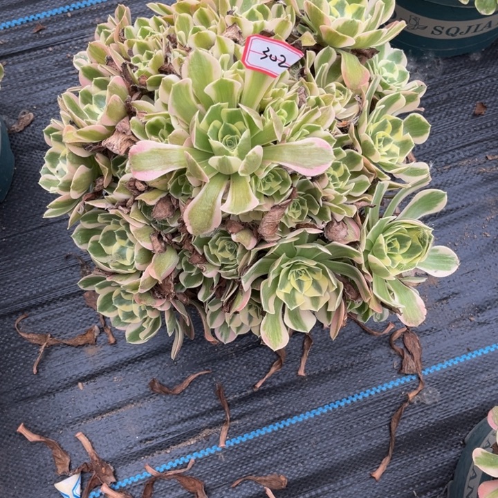 302女郎多肉植物法师