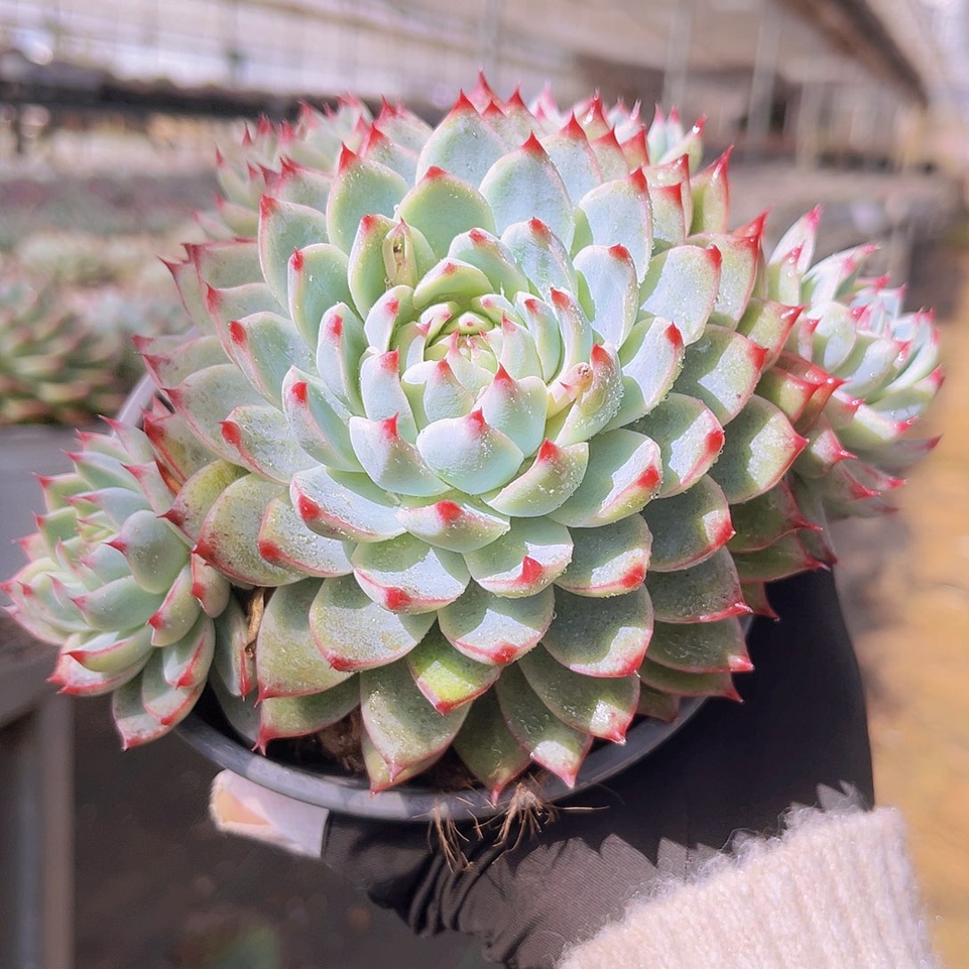 桃夭16公分9999999999999