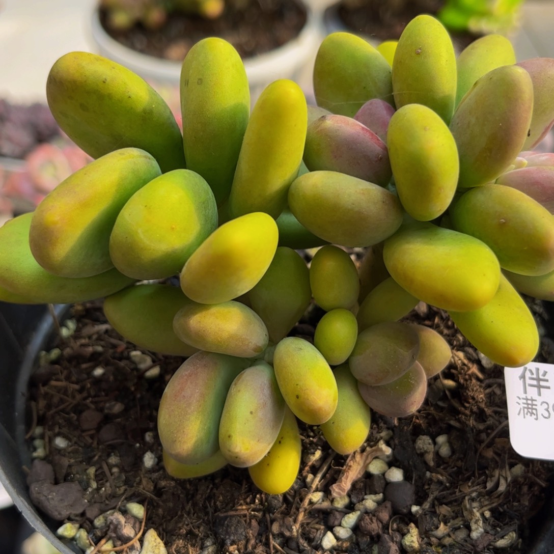 589/10cm芒果奶多肉