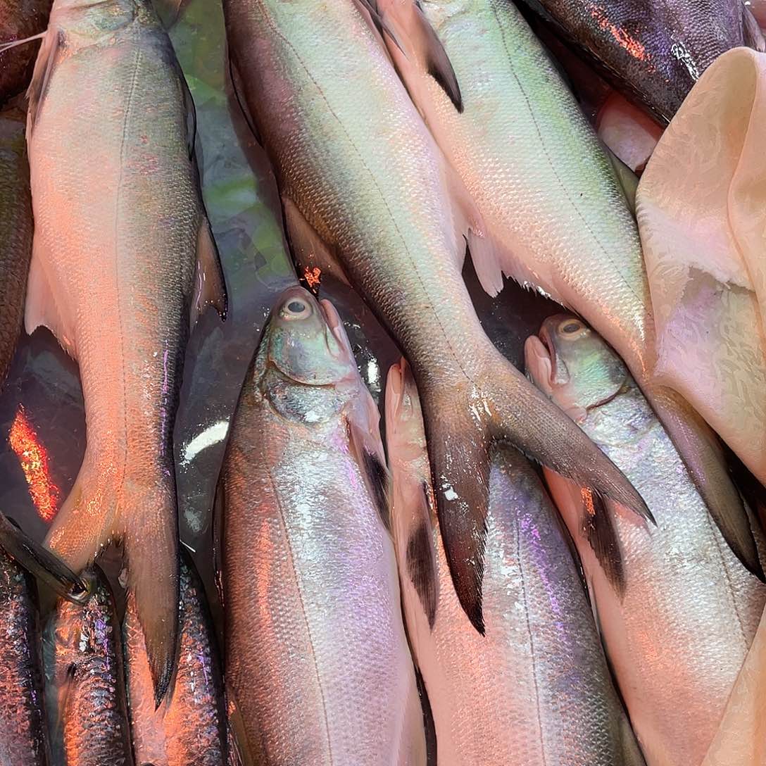 中国大陆汕尾本港野生午鱼 3斤