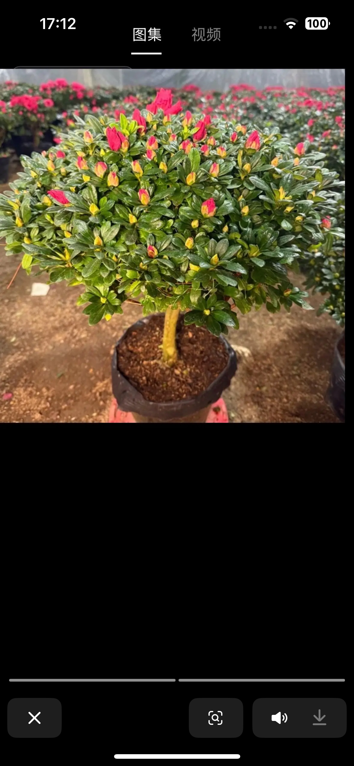 【四季杜鹃花】精品杜鹃花45冠幅满树花苞