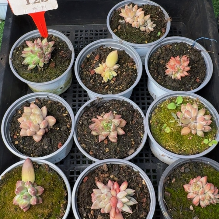 123多肉植物一物一拍