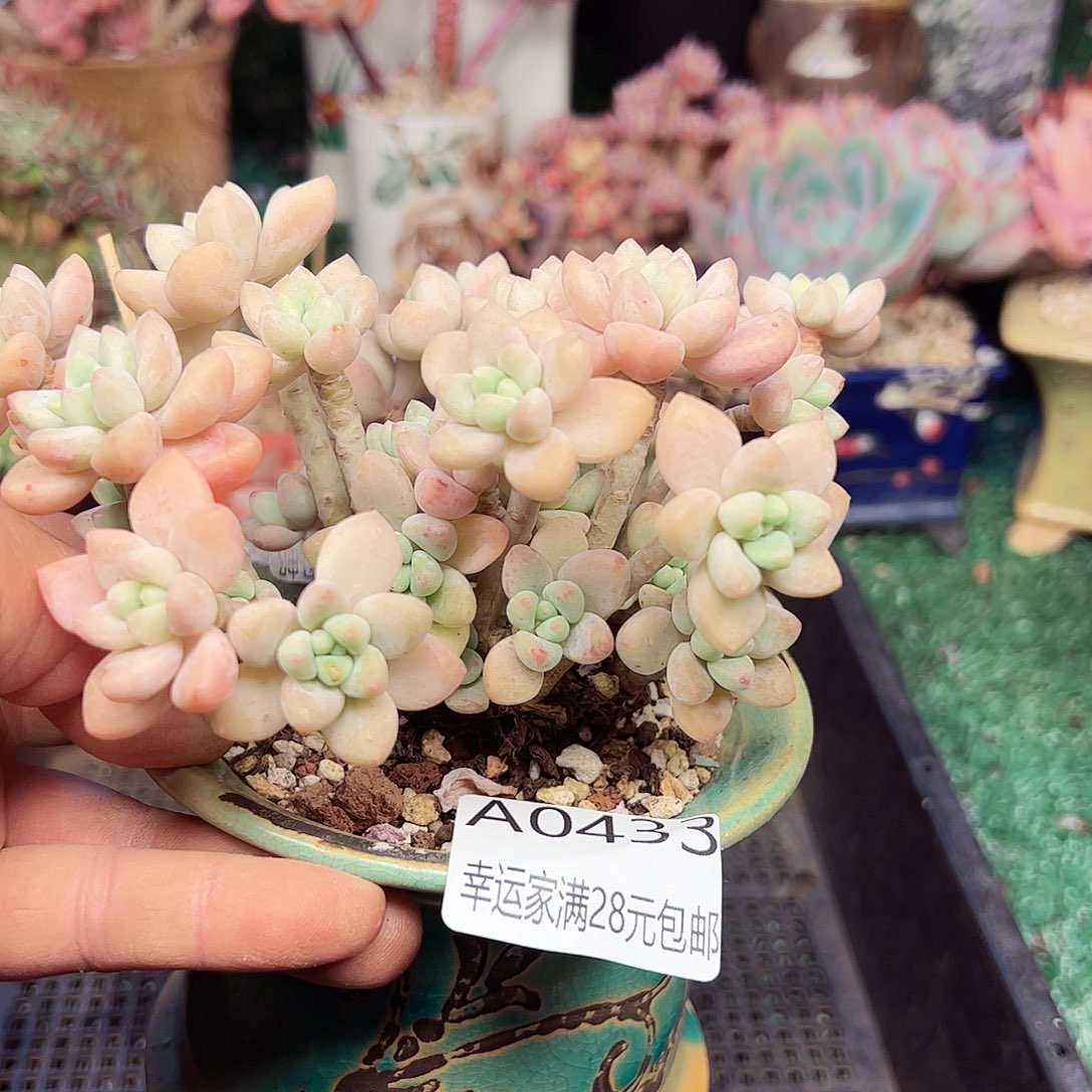 幸运的是我的朋友们