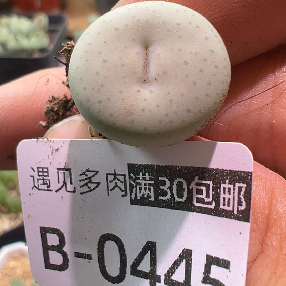 多肉植物111111111111