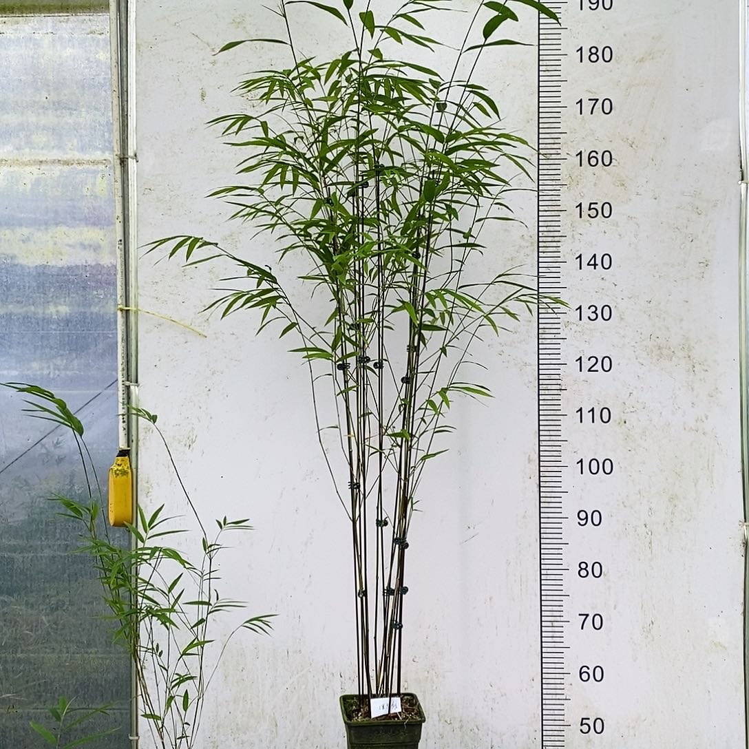 完全开放内门竹内门竹