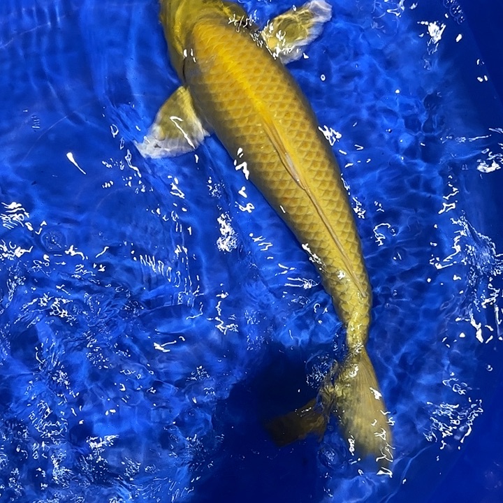 海水鱼赤目芒果黄金