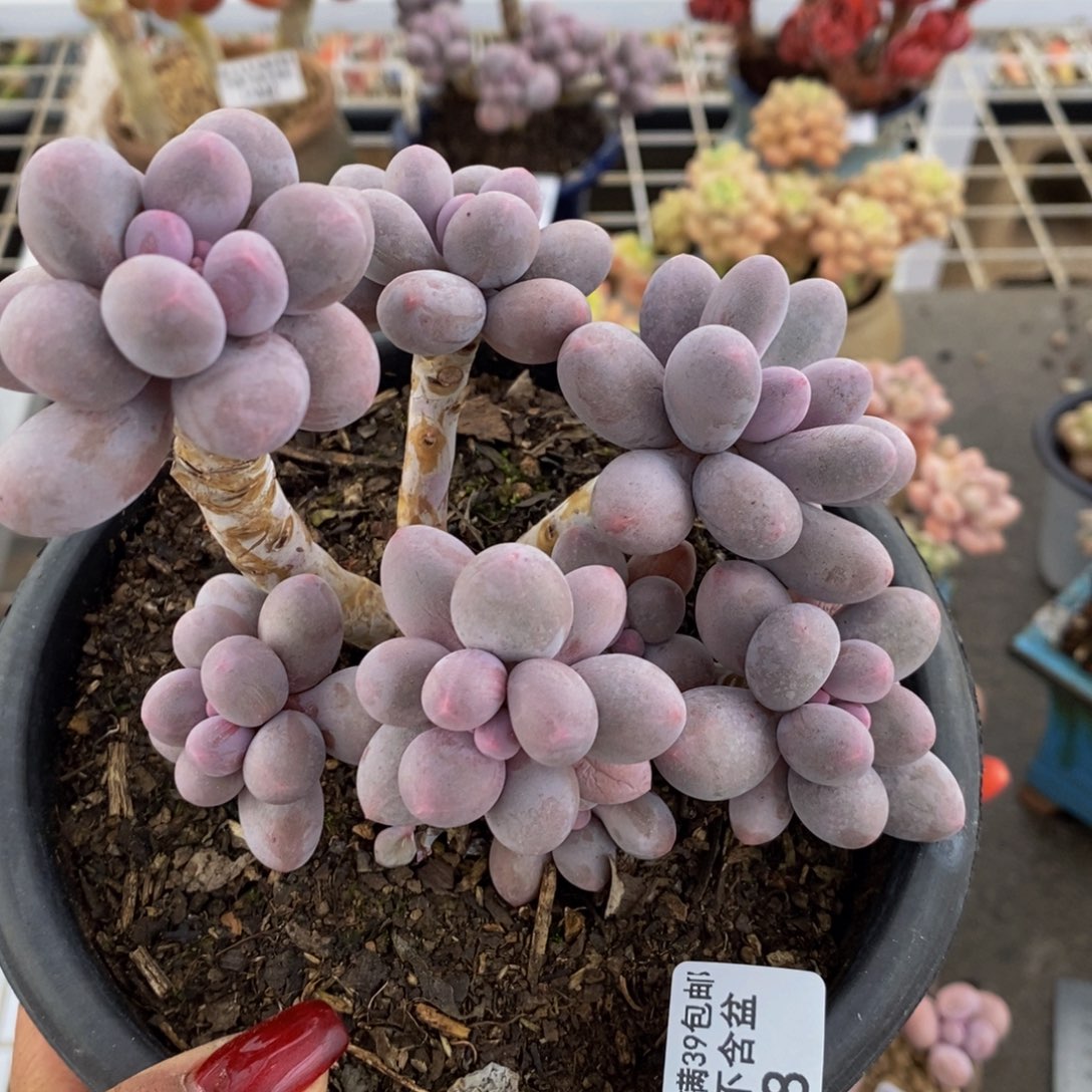 香水手指968/10c m