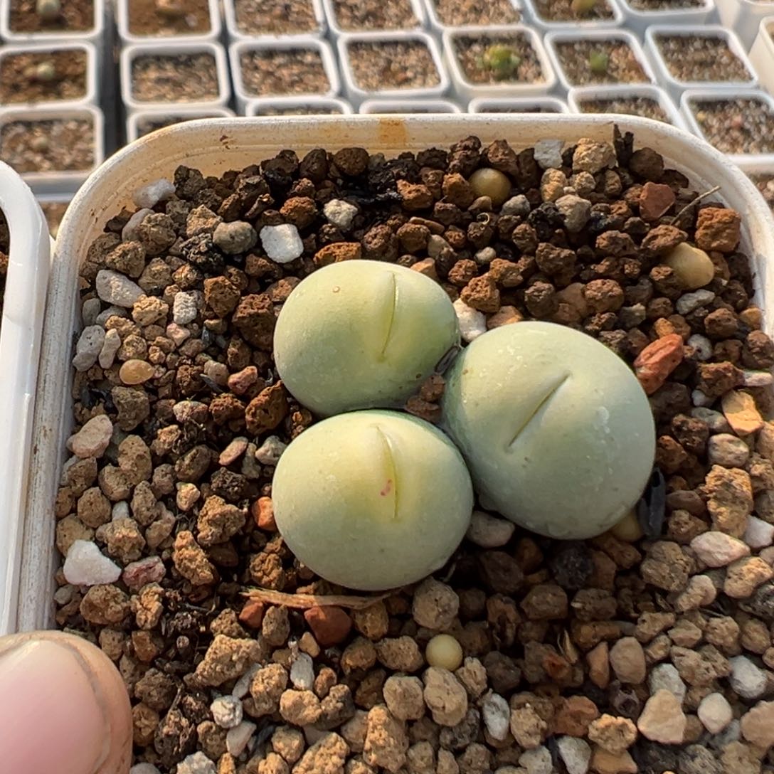 D****k99多肉植物百科知识