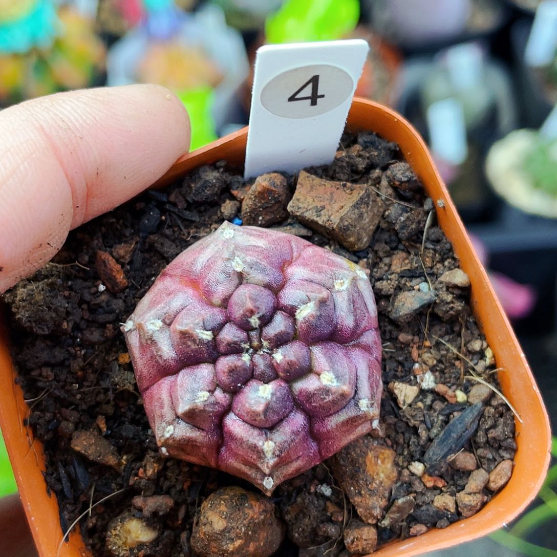 非偏远地区满25包邮仙人球