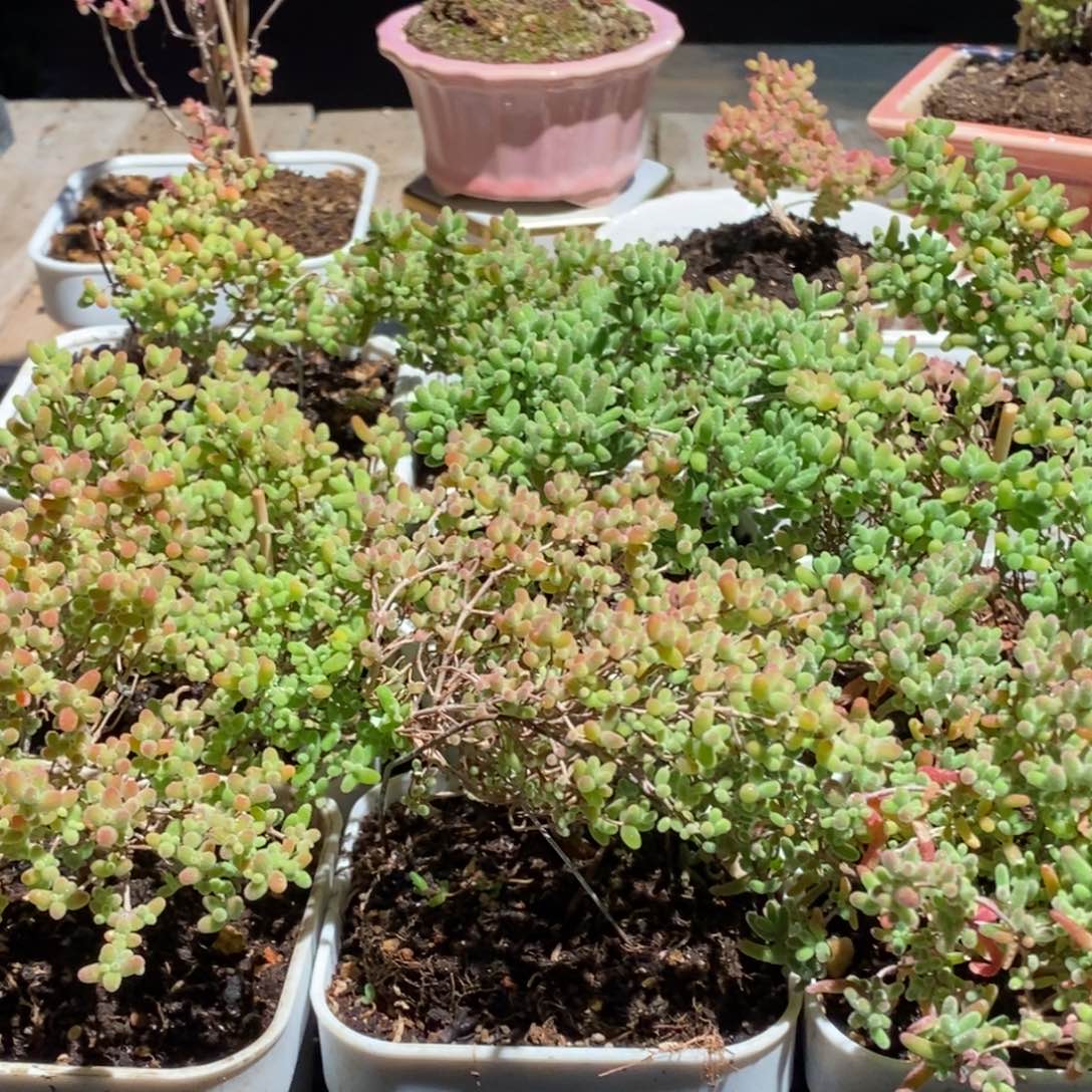 枝干番杏多肉植物349
