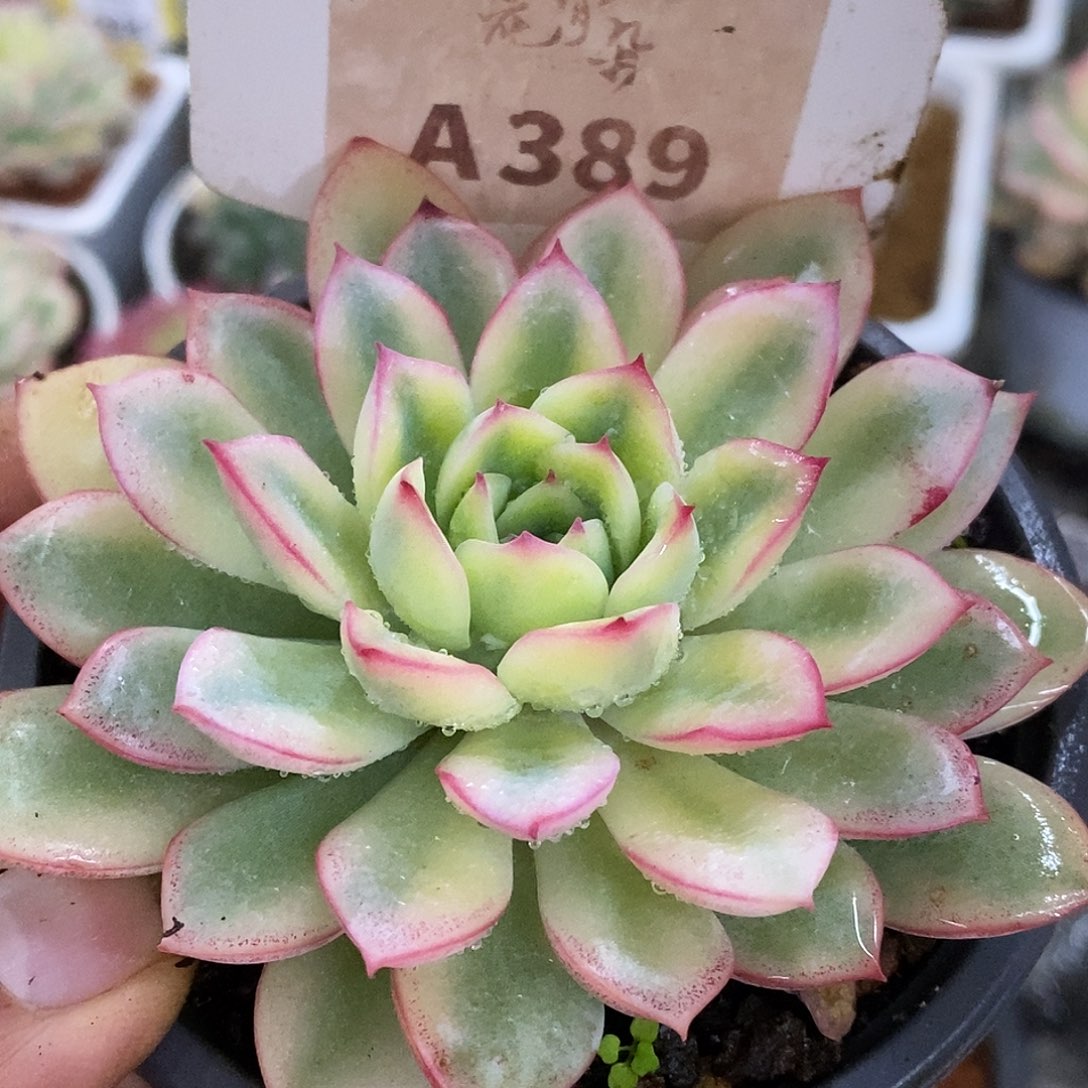 389雨燕座哈哈哈哈哈哈哈