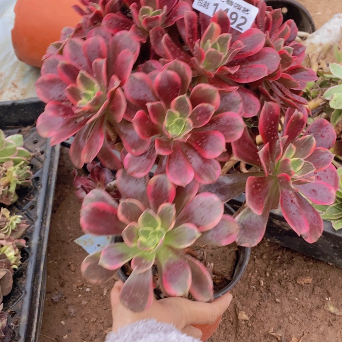 1492 号一物一拍多肉植物