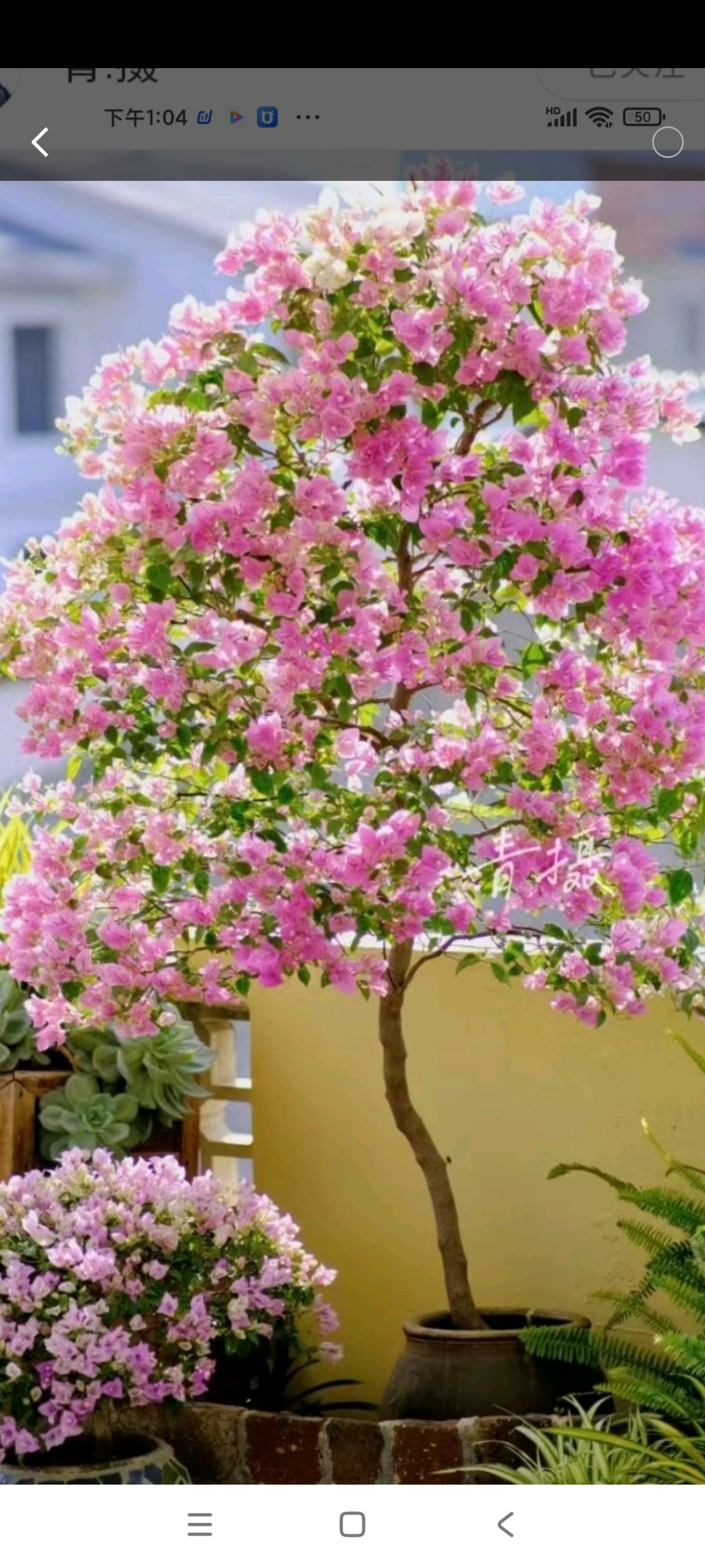 漳红缨三角梅勤花品种一物一拍