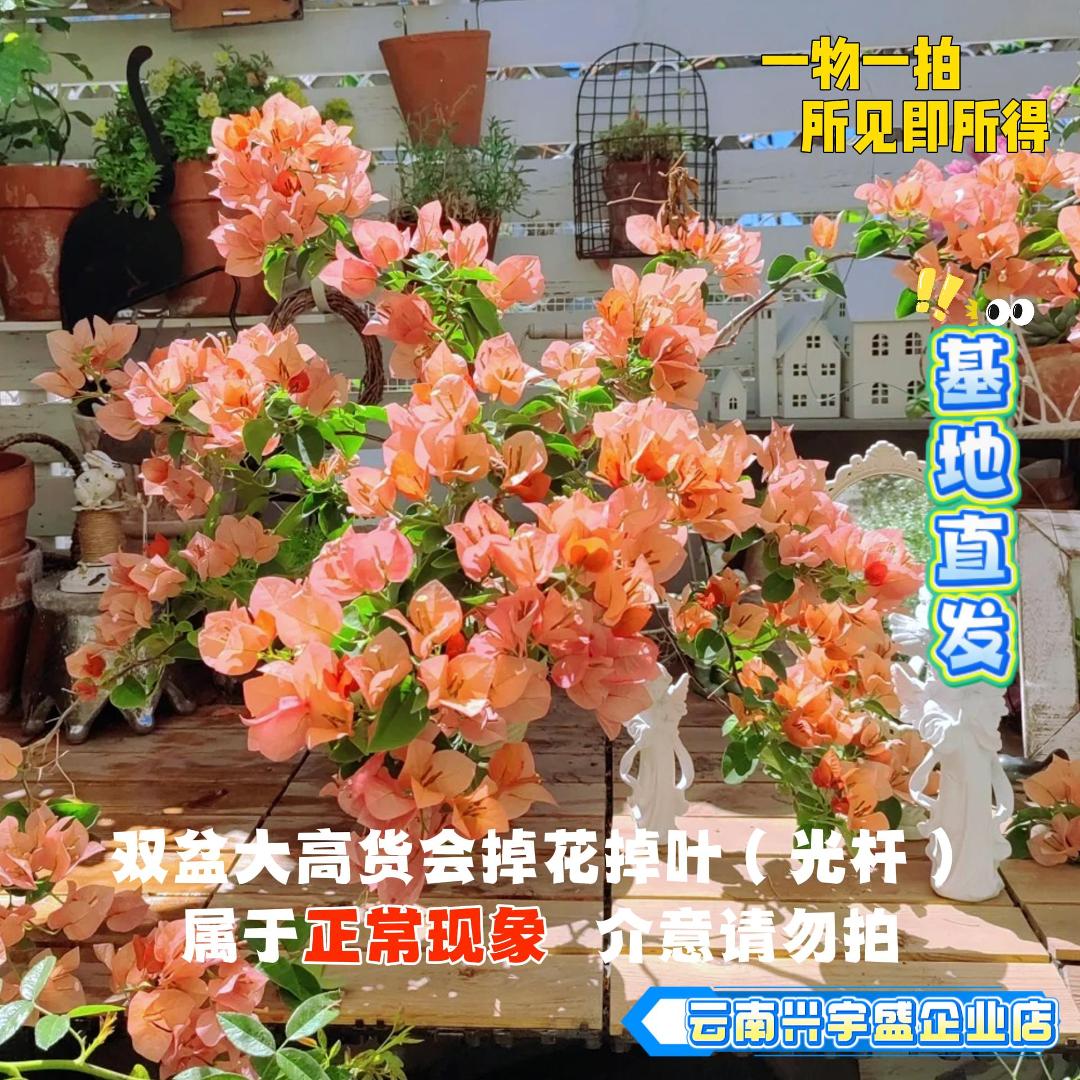 企业店【23单盆一物一拍】会掉花落叶甚至光杆介意慎拍三角梅！