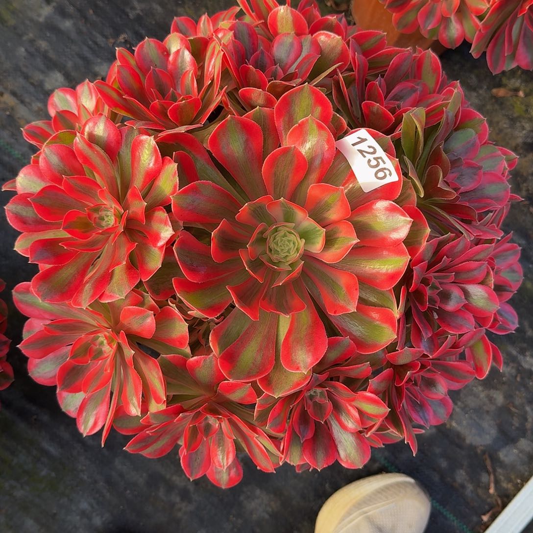 全部花朵1256粉女妖44冠服33左右