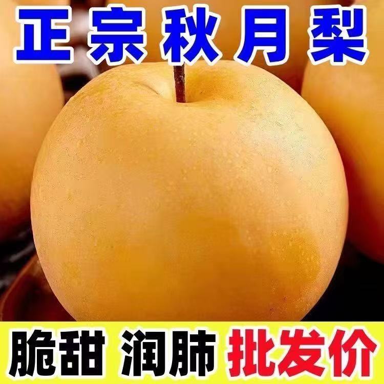S【爆甜】正宗秋月梨现摘现发新鲜水果脆甜多汁应季水果