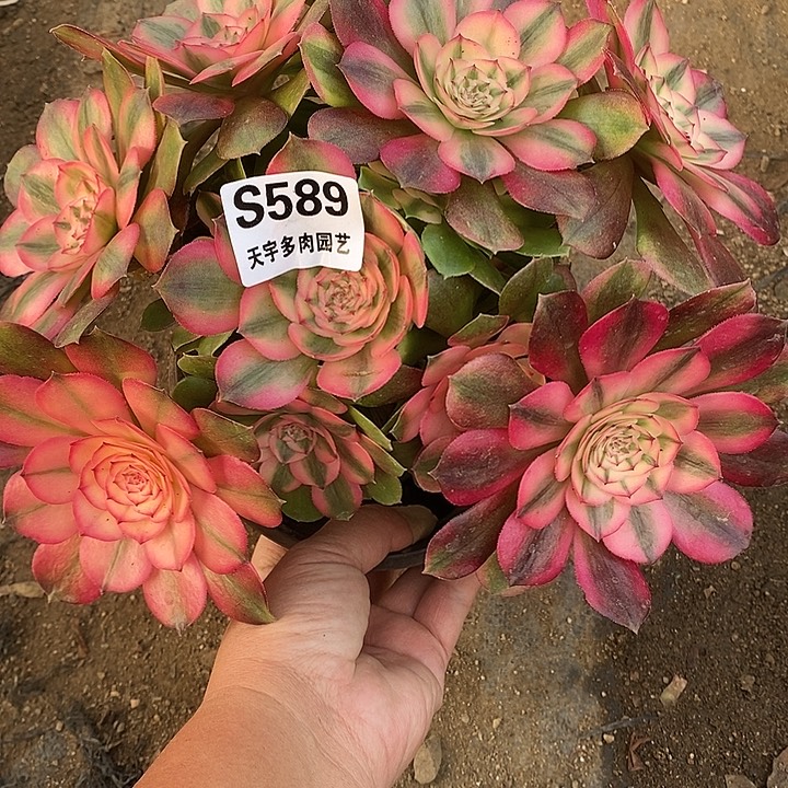 多肉植物荔枝589多肉