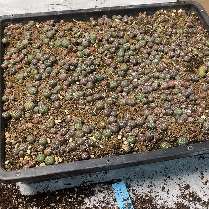 小***草一筐兜仙人球有根