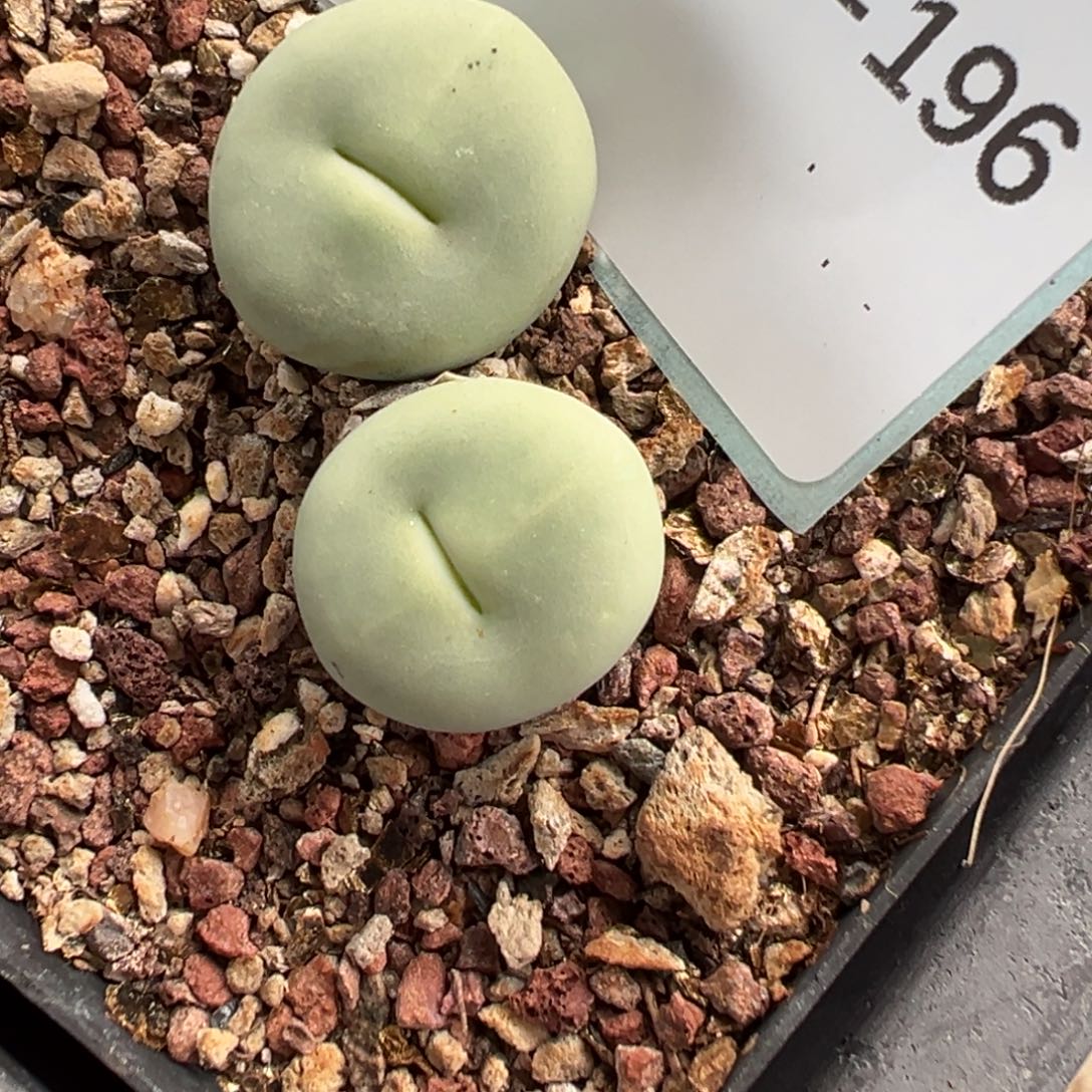 ‖***、29-196肉锥多肉植物