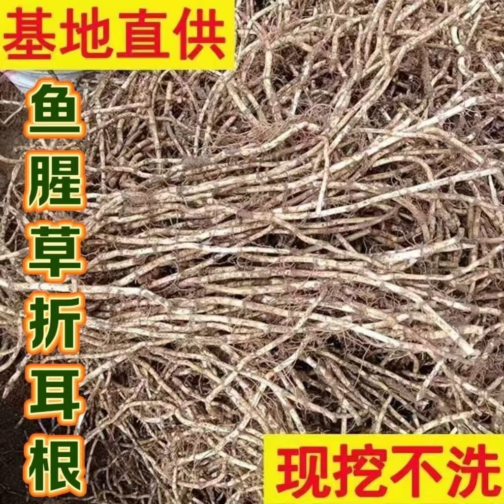 新鲜现挖湖北特产带泥折耳根鲜嫩鱼腥草节节根可凉拌食用健康蔬菜