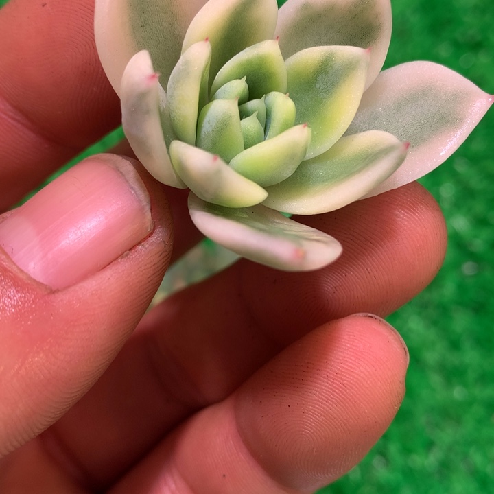 阿尔巴家人锦，腹轮锦