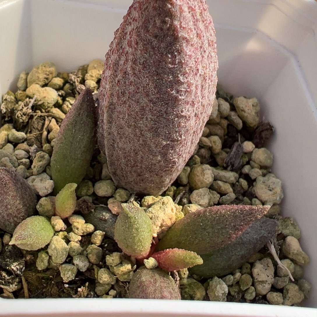 猪杂苗多肉植物水泡