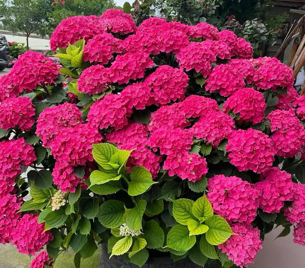 一物一拍<玫红妈妈>五加仑盆耐热耐晒耐雨淋花期长基地直发