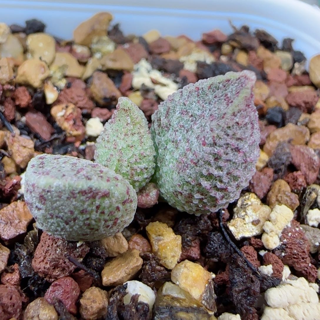 实生两年苗18号，带盆发