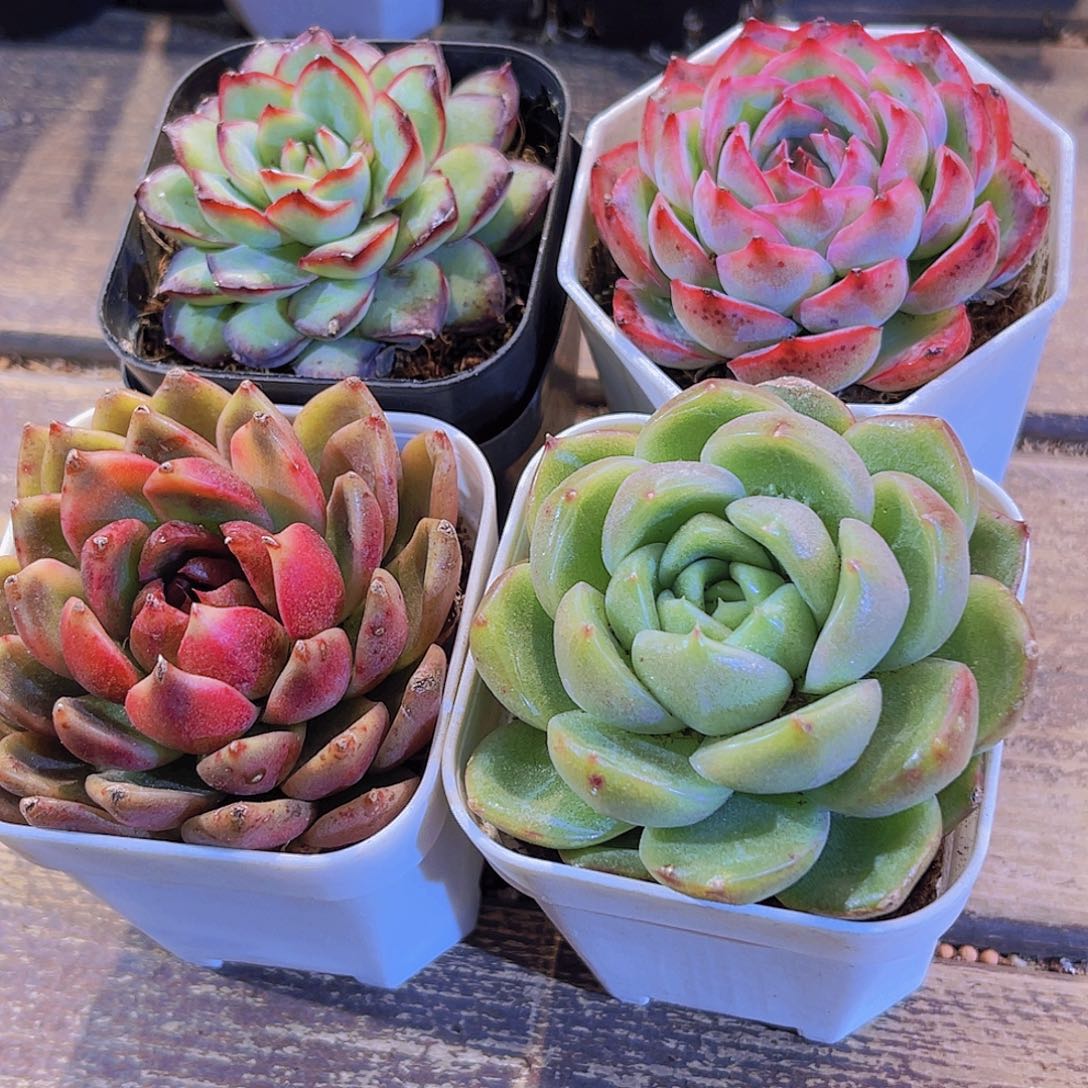 肉酱。侧影。水晶玫瑰。白玫瑰