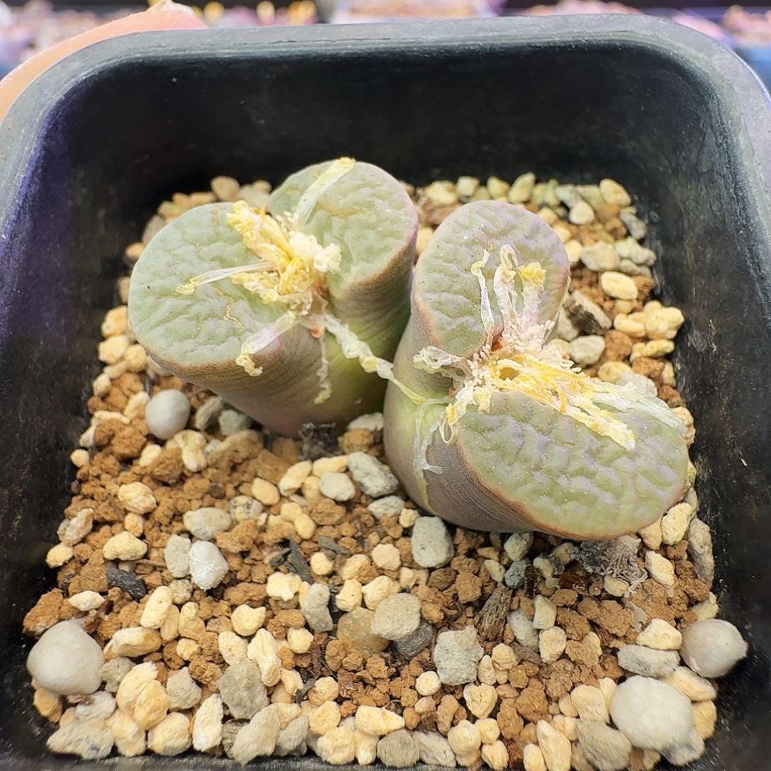 多肉植物福利特特72