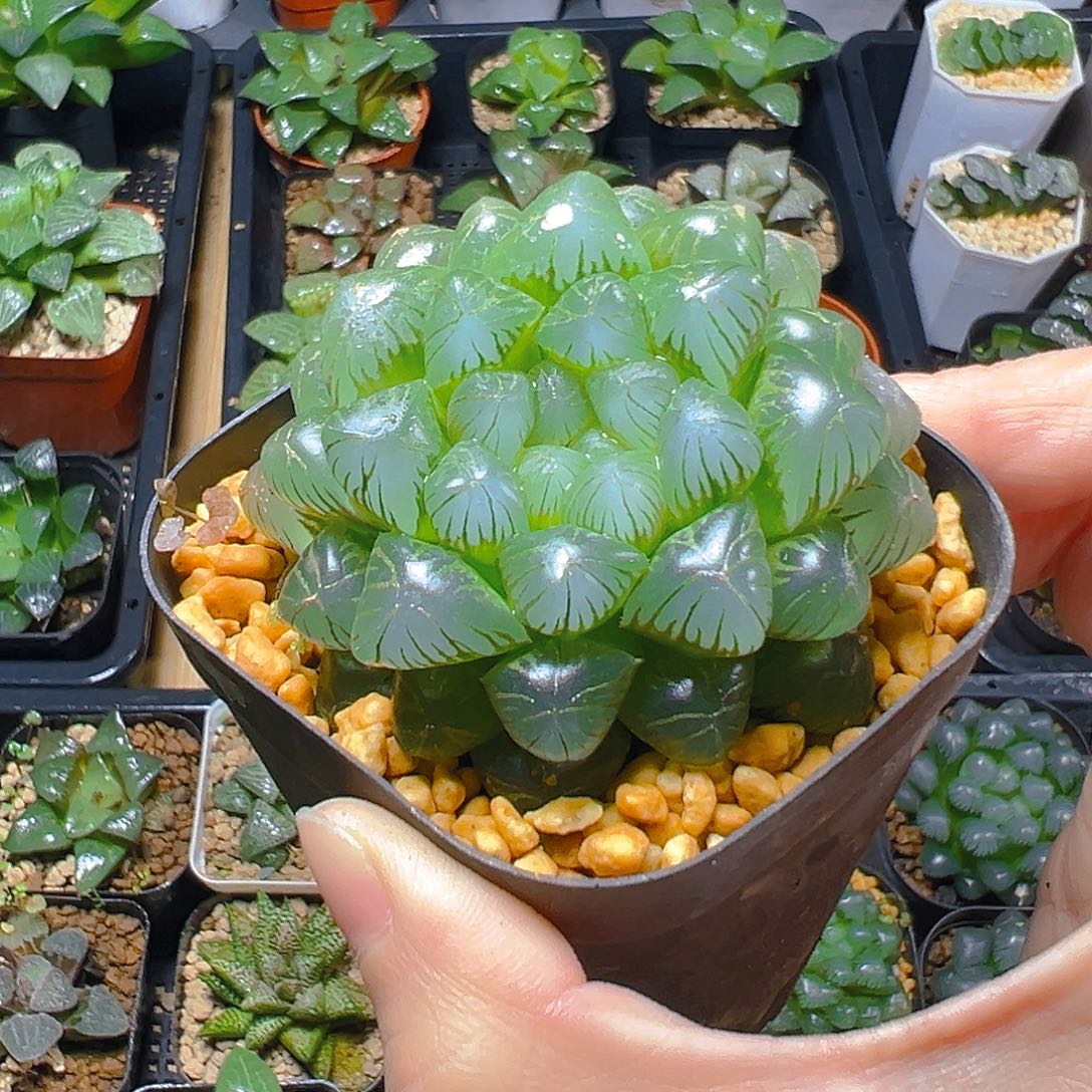 糯肌母本玉露多肉多肉