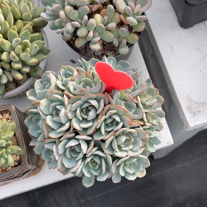 小***运多肉植物一物一拍