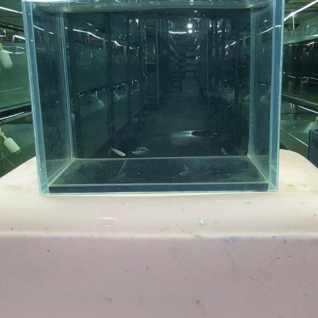 斗鱼包活不包损所见即所得157