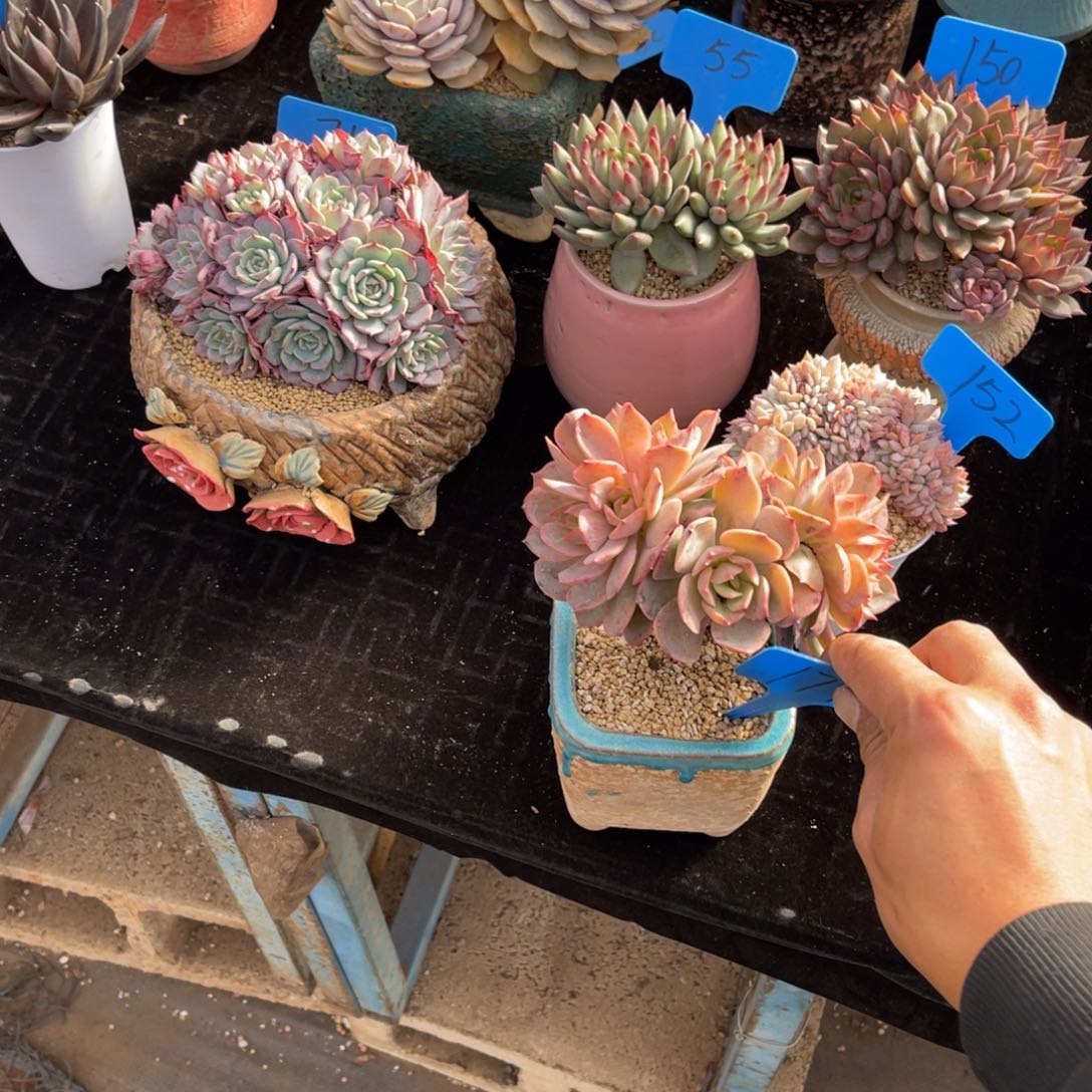 我**鱼177白雪公主多肉植物