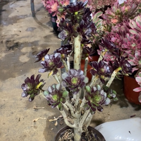 黑豆多肉植物021