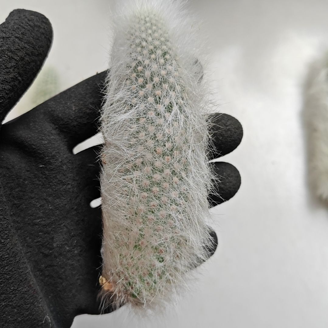 吹雪柱侧芽高11厘米左右
