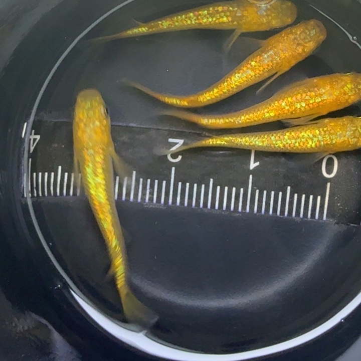 青鳉鱼阳光26号青鳉