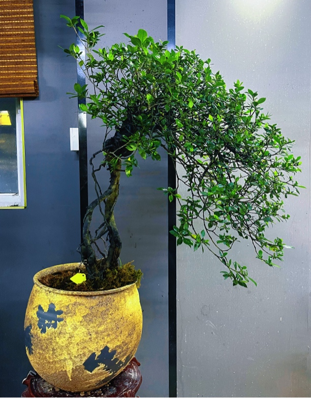 海岛榄叶栀子花（四季爆花）