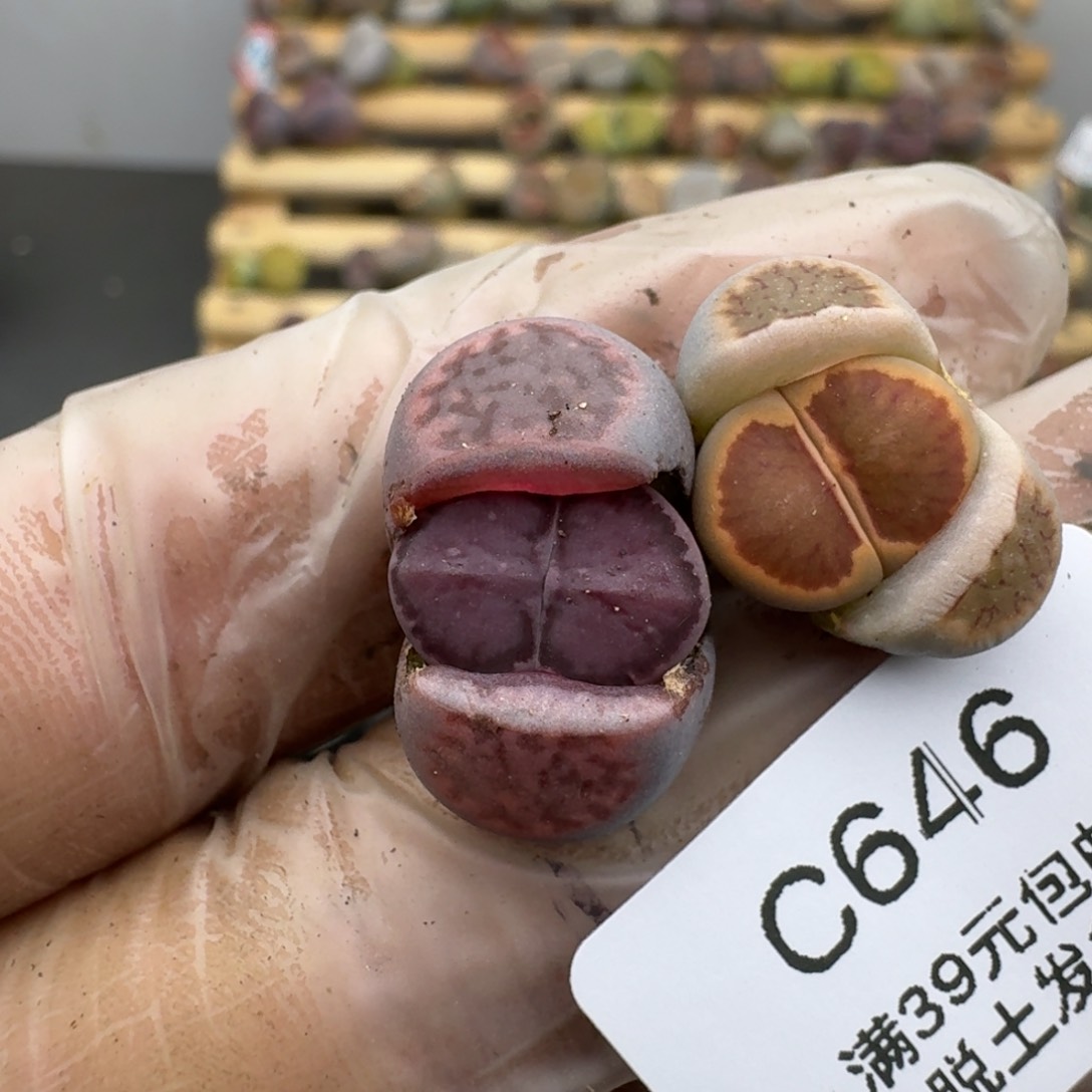 646哈哈哈哈哈哈哈哈哈哈