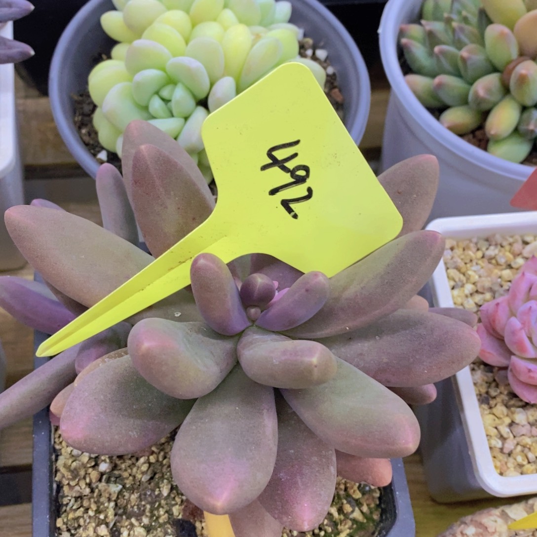 开心多肉，积木gay不做对比