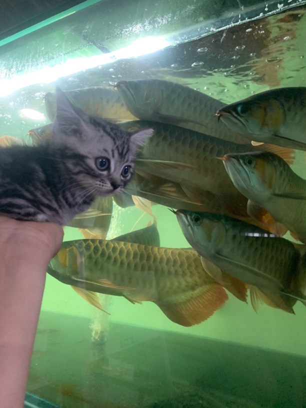 印尼红龙纯血高货热带鱼