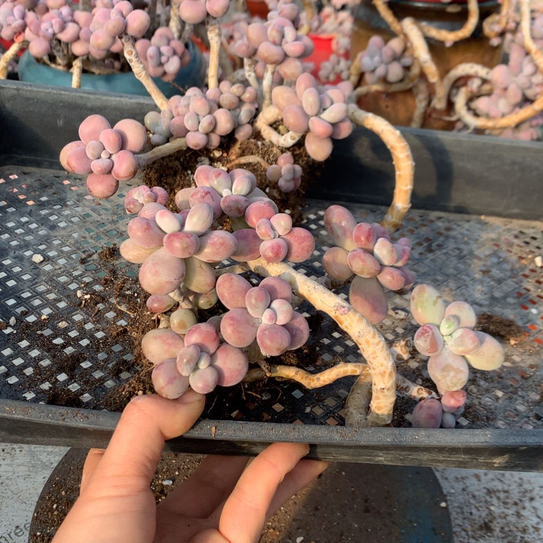 么***z桃蛋老桩有瑕疵不带盆24号