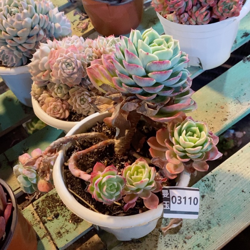 【闪购商品】哈密瓜03110