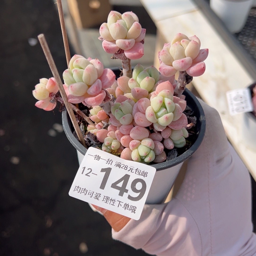 粉香水多肉多肉多肉多肉